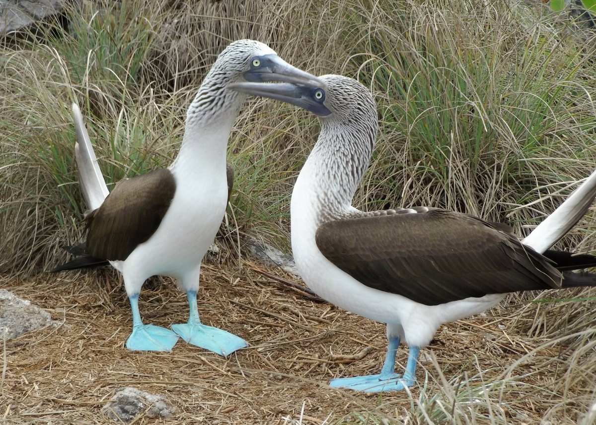 Adventure Adrift and Isla Isabel or How I Met a Washingtonian, an Australian, and a bunch of&nbsp;Boobies